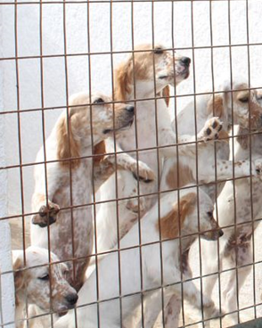 Hoolie Pet Insurance: 10 λόγοι για να υιοθετήσετε ένα αδέσποτο