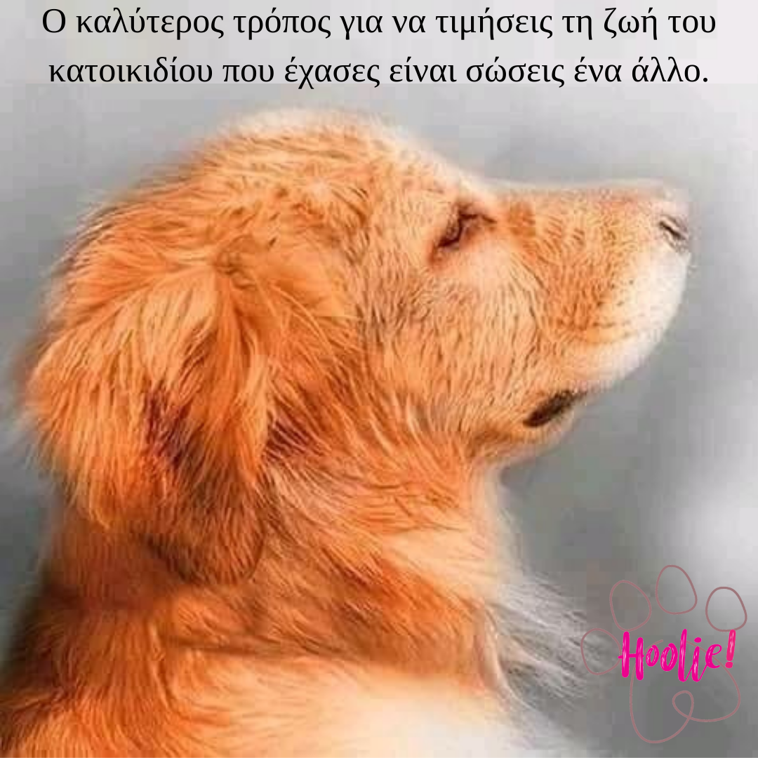 Οι Wise Daedalus Agents & Hoolie Foundation σχεδιάζουν το 1ο πολυασφαλιστήριο υγείας και κατοικιδίου στην ελληνική αγορά 1 Οι Wise Daedalus Agents & Hoolie Foundation σχεδιάζουν το 1ο πολυασφαλιστήριο υγείας και κατοικιδίου στην ελληνική αγορά
