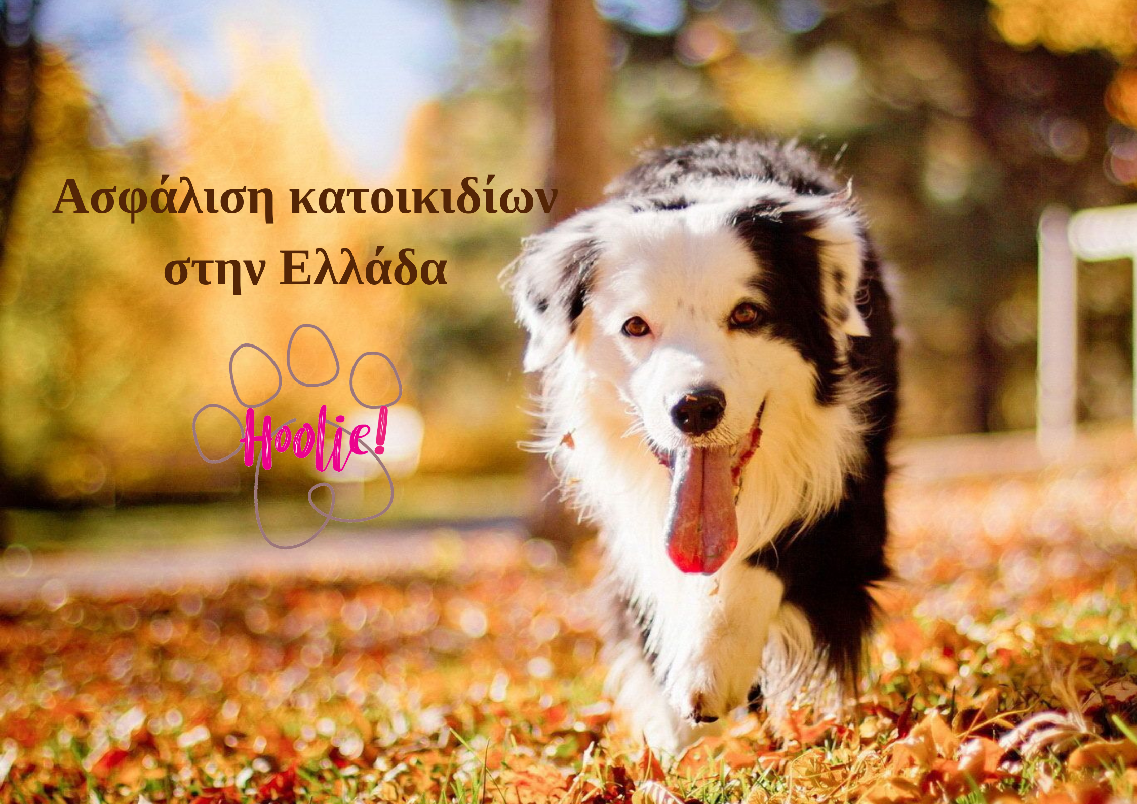 Αντιπαθείτε τα σκυλάκια; Σύντομα θα αλλάξετε γνώμη!