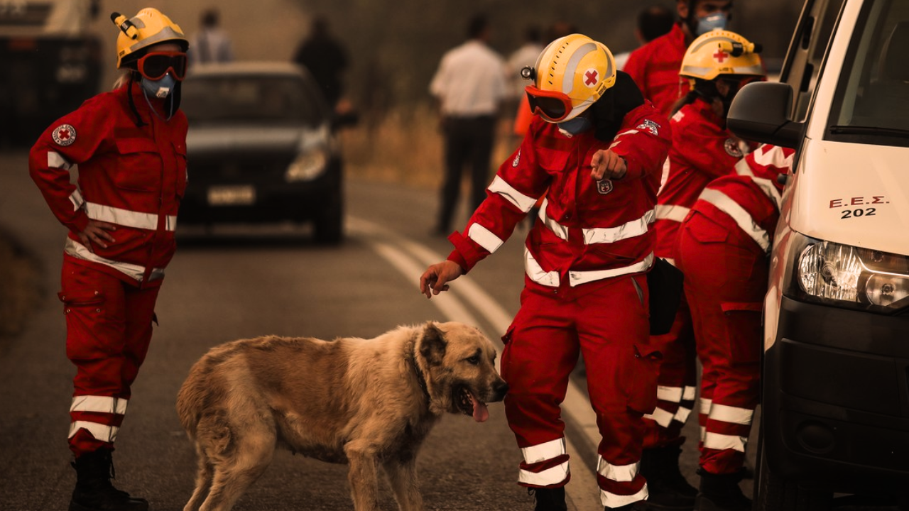 κατοικίδιο, πυρκαγιά, hoolie