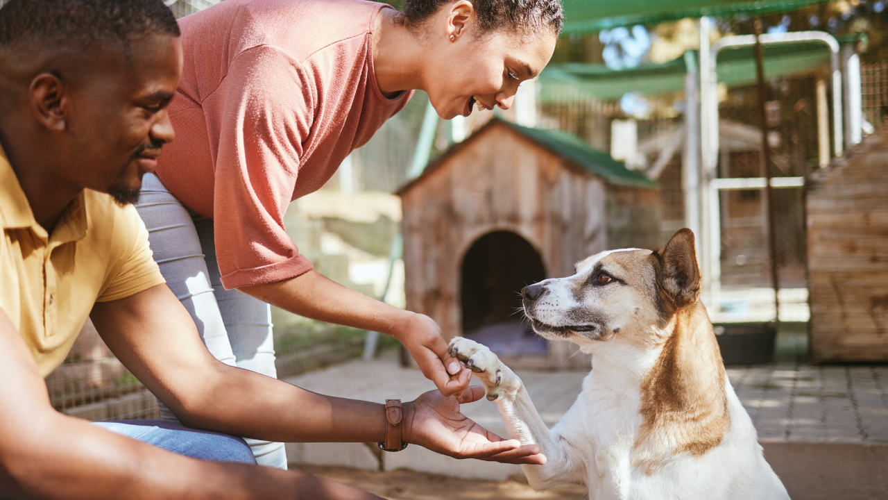 Hoolie Pet Insurance, κατοικίδια